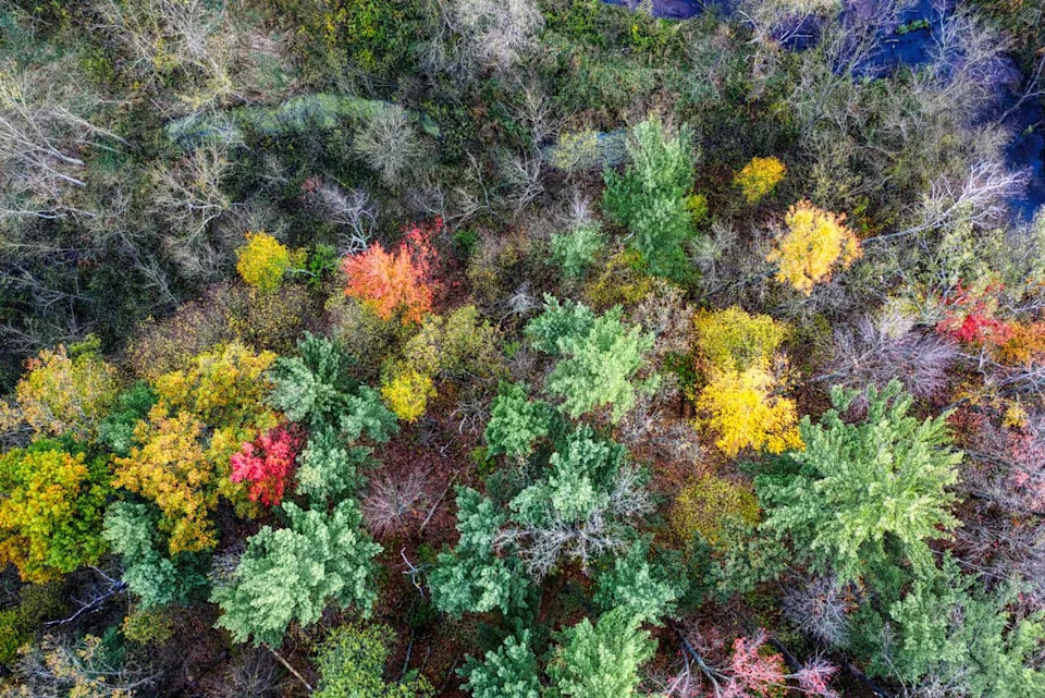Planting Diversity: How Mixed Tree Species Shield Forests From Compound Climate Extremes