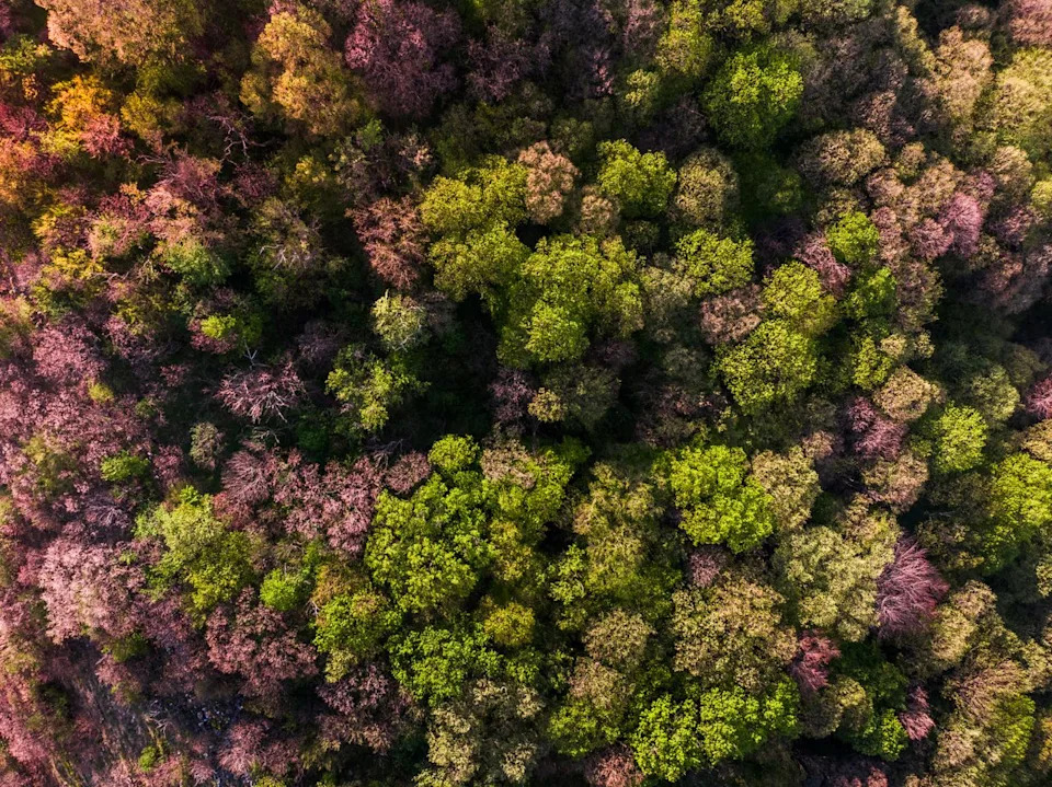 Planting Diversity: How Mixed Tree Species Shield Forests From Compound Climate Extremes