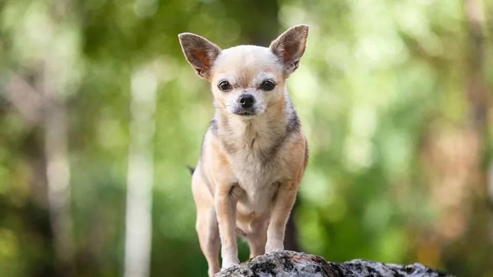 Chihuahuas Carry Coyote DNA: New Study Reveals Hidden North American Ancestry