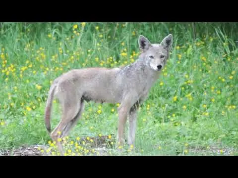 Chihuahuas Carry Coyote DNA: New Study Reveals Hidden North American Ancestry