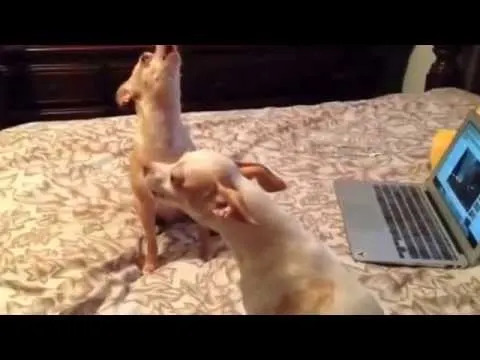 Chihuahuas Carry Coyote DNA: New Study Reveals Hidden North American Ancestry