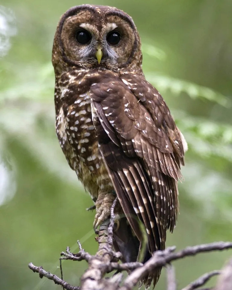 Over 1,000 Northern Spotted Owls Have Disappeared From Canada — Rescuers Race to Save the Species