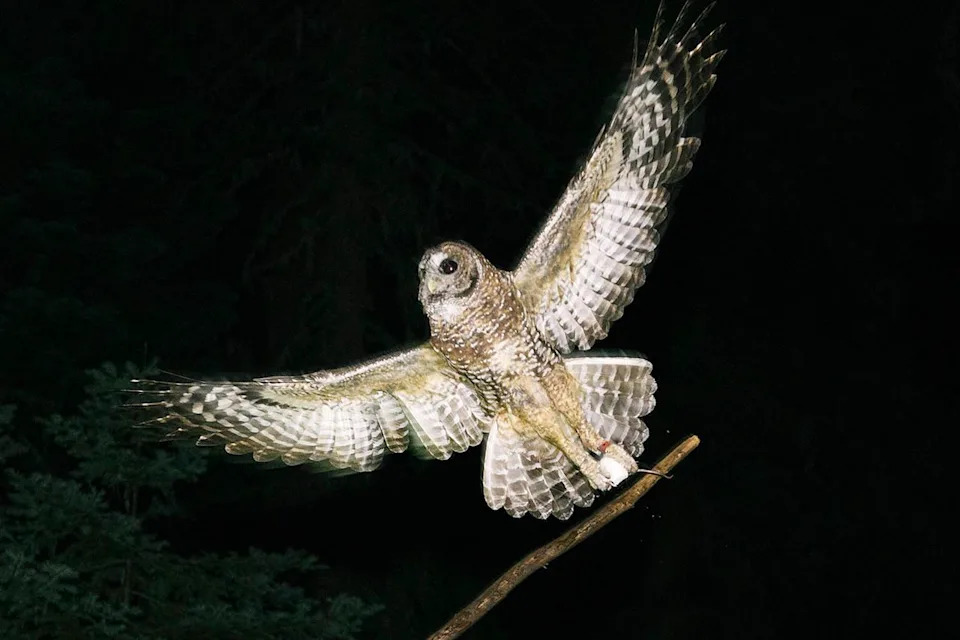 Over 1,000 Northern Spotted Owls Have Disappeared From Canada — Rescuers Race to Save the Species