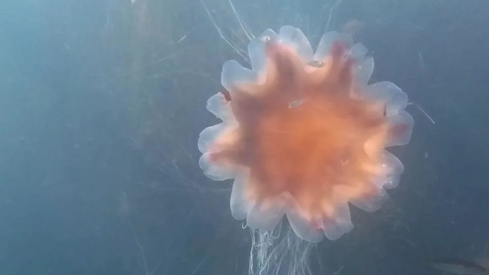 Giant Lion's Mane Jellyfish With '40ft' Tentacles Filmed Off Pembrokeshire Coast