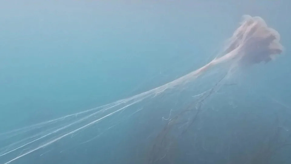 Giant Lion's Mane Jellyfish With '40ft' Tentacles Filmed Off Pembrokeshire Coast