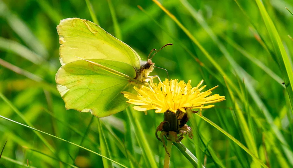 Lyscombe Declared a National Nature Reserve — 833 Acres Secured to Boost Wildlife and Unlock 3,700 Homes