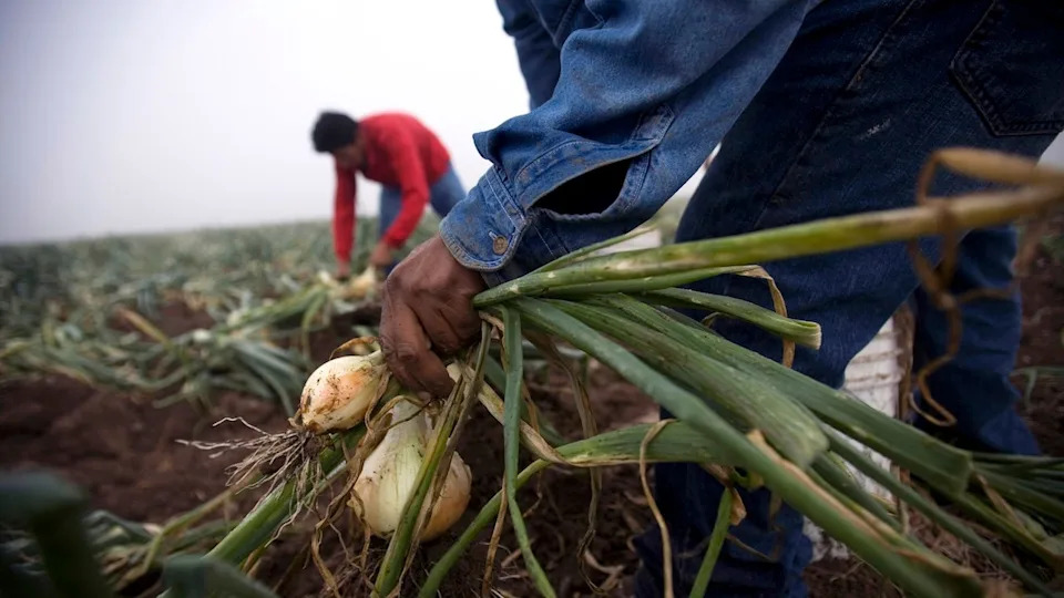 Mysterious Kidney Disease Linked To Heat Strikes Young Texas Laborers