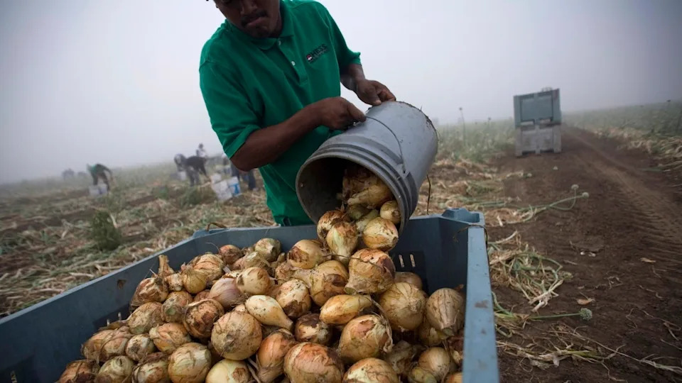Mysterious Kidney Disease Linked To Heat Strikes Young Texas Laborers
