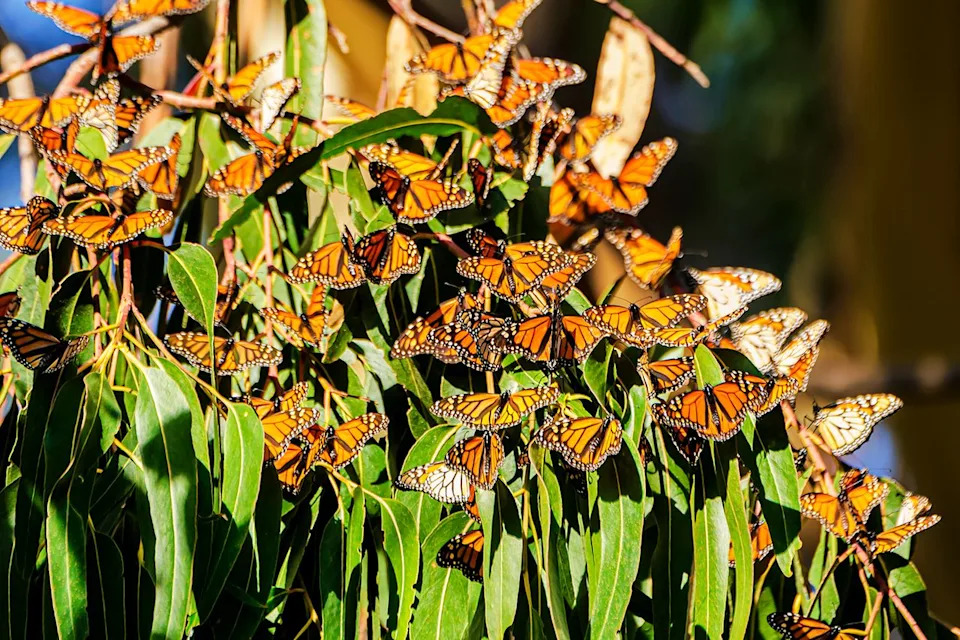 Monarchs On The Move: Millions Begin Their 3,000‑Mile Fall Migration — How You Can Help