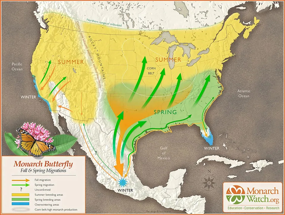Monarchs On The Move: Millions Begin Their 3,000‑Mile Fall Migration — How You Can Help