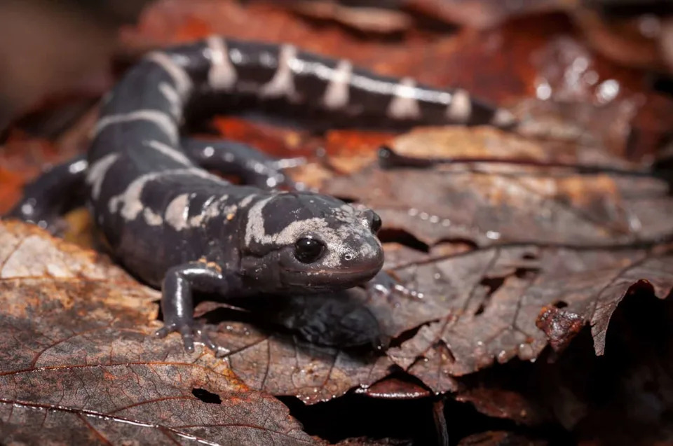 After 529 Releases, Marbled Salamanders Make a Comeback in Middlesex Fells