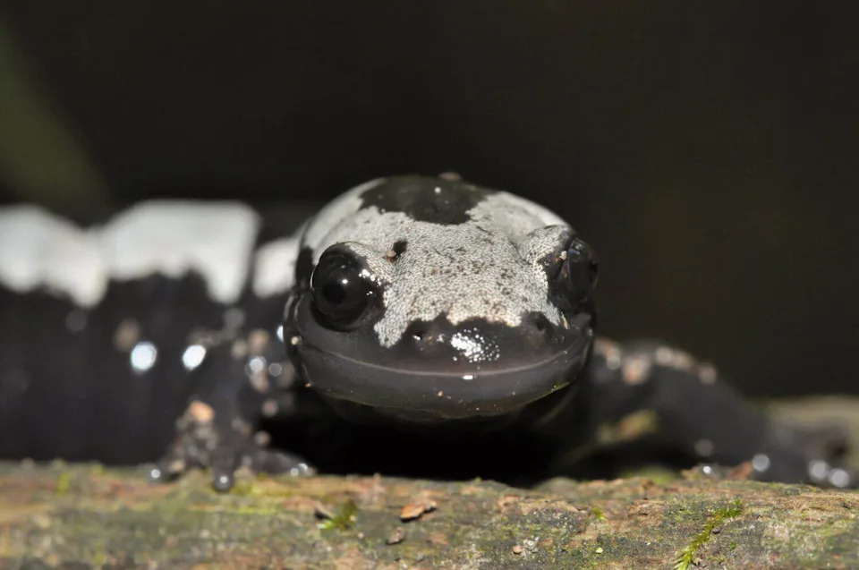 After 529 Releases, Marbled Salamanders Make a Comeback in Middlesex Fells