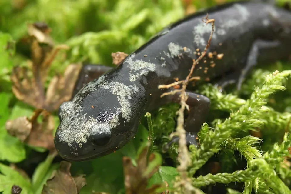 After 529 Releases, Marbled Salamanders Make a Comeback in Middlesex Fells