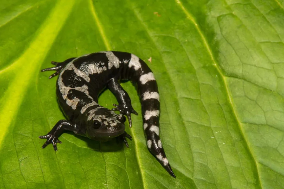 After 529 Releases, Marbled Salamanders Make a Comeback in Middlesex Fells
