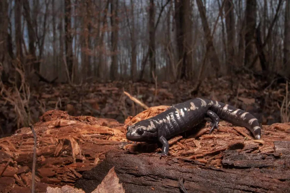 After 529 Releases, Marbled Salamanders Make a Comeback in Middlesex Fells