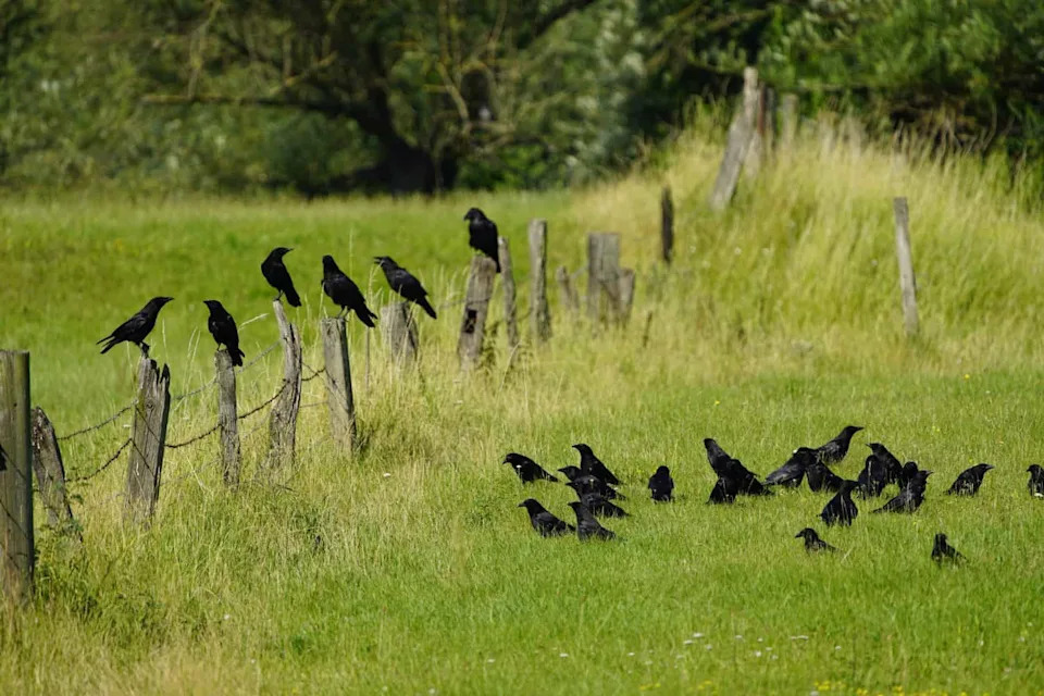 After H5N1 Reached New Zealand, Scientists Discovered 107 Previously Unknown Bird Viruses
