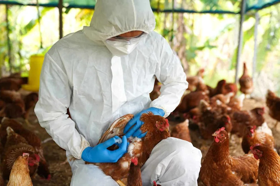 After H5N1 Reached New Zealand, Scientists Discovered 107 Previously Unknown Bird Viruses