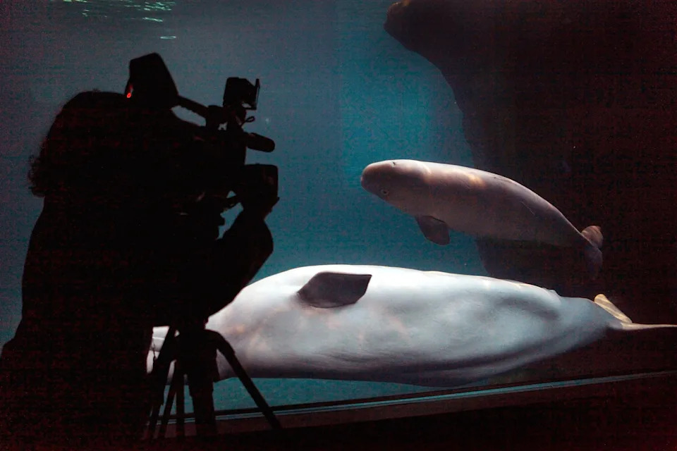 Tri Beluge Preminule U Shedd Aquariumu Nakon Premeštaja Iz Marinelanda — Nekropsije U Toku, Otvara Se Rasprava O Etici Zatočeništva