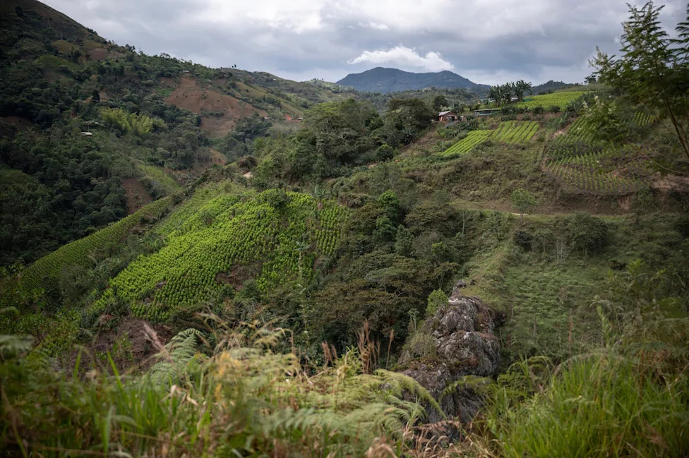 Global Witness: 85% Of Environmental Defender Killings In 2025 Occurred In Latin America