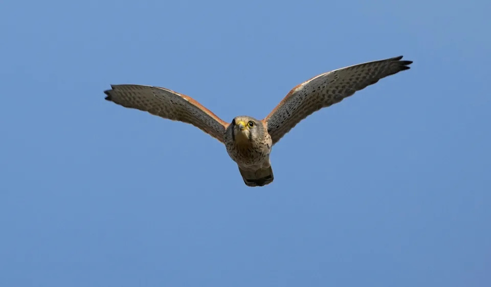 Where Do Animals Go When Fall Arrives? Inside America's Epic Seasonal Migrations