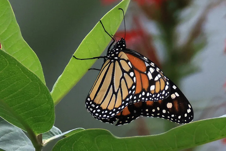 Where Do Animals Go When Fall Arrives? Inside America's Epic Seasonal Migrations