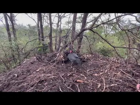 Kako su titanosauri grejali jaja na hladnoj Patagoniji? Dokazi za „kompost-gnezda“