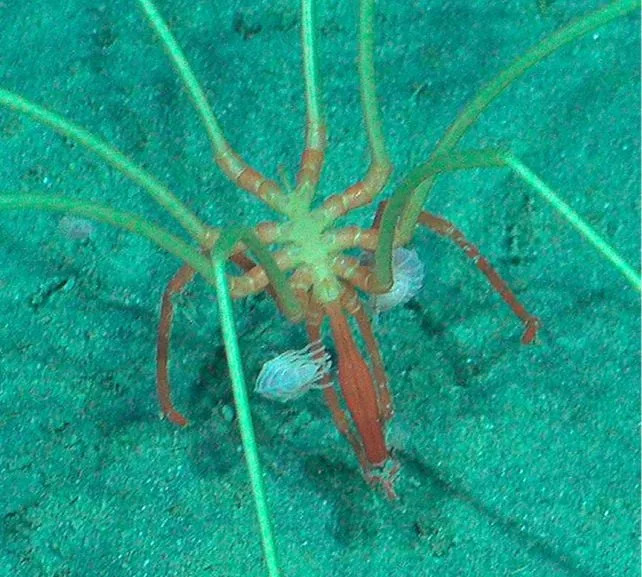 Deep-Sea Commuters: Amphipods Hitch Rides on Giant Sea Spiders in the Southeast Pacific