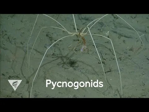 Deep-Sea Commuters: Amphipods Hitch Rides on Giant Sea Spiders in the Southeast Pacific