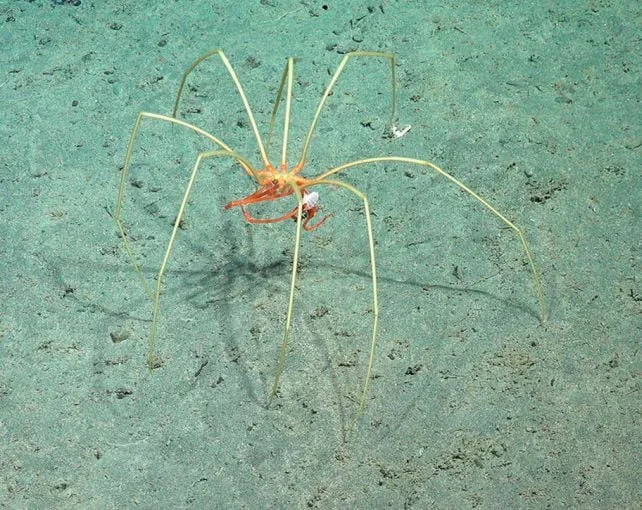 Deep-Sea Commuters: Amphipods Hitch Rides on Giant Sea Spiders in the Southeast Pacific