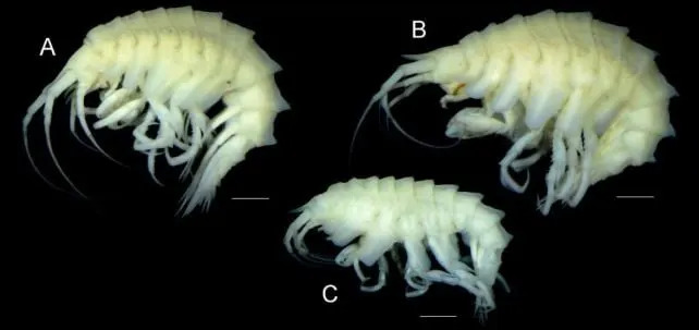 Deep-Sea Commuters: Amphipods Hitch Rides on Giant Sea Spiders in the Southeast Pacific