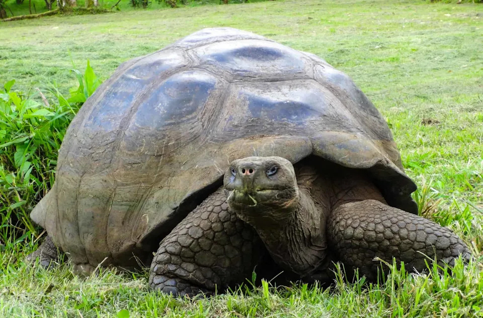 Oštećeni DNK Otkrio Dve Izgubljene Linije Galapagoških Divovskih Kornjača