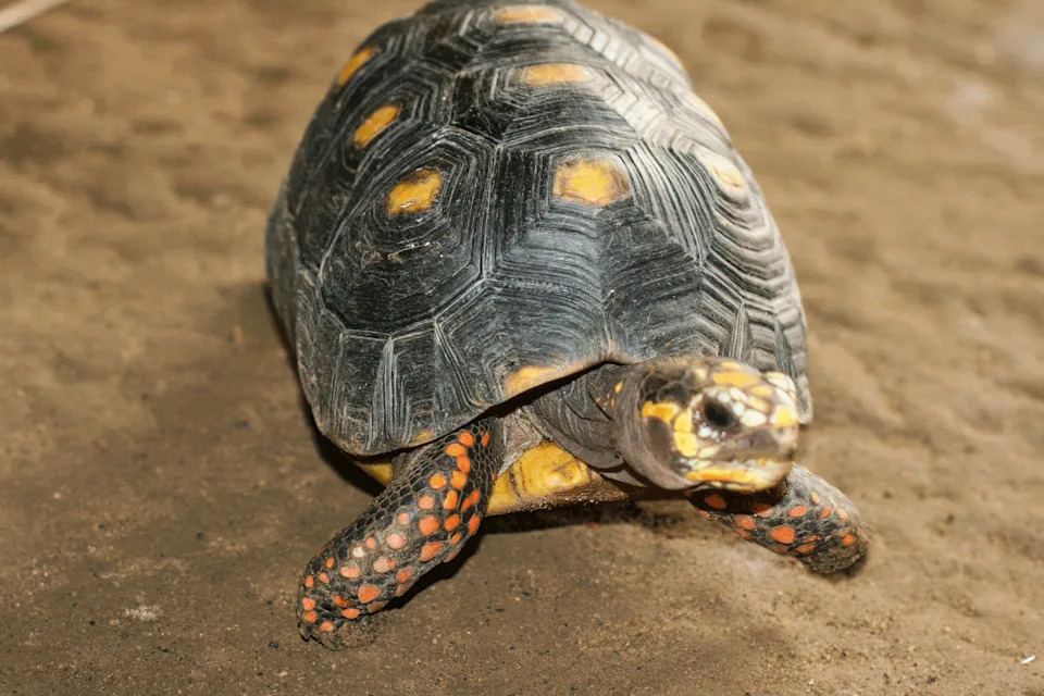 Oštećeni DNK Otkrio Dve Izgubljene Linije Galapagoških Divovskih Kornjača