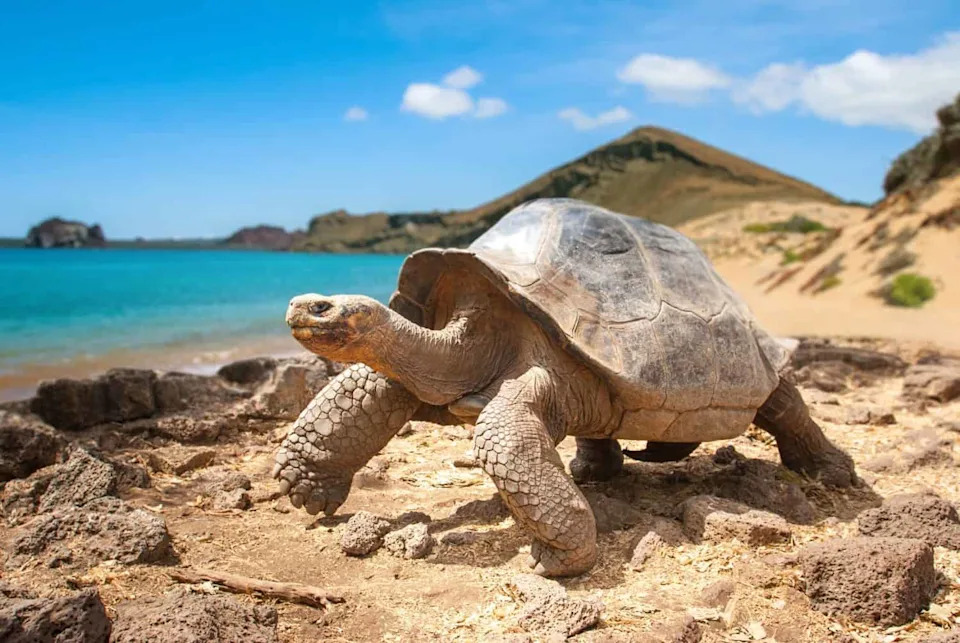 Oštećeni DNK Otkrio Dve Izgubljene Linije Galapagoških Divovskih Kornjača