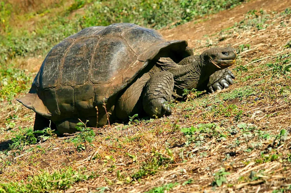 Oštećeni DNK Otkrio Dve Izgubljene Linije Galapagoških Divovskih Kornjača