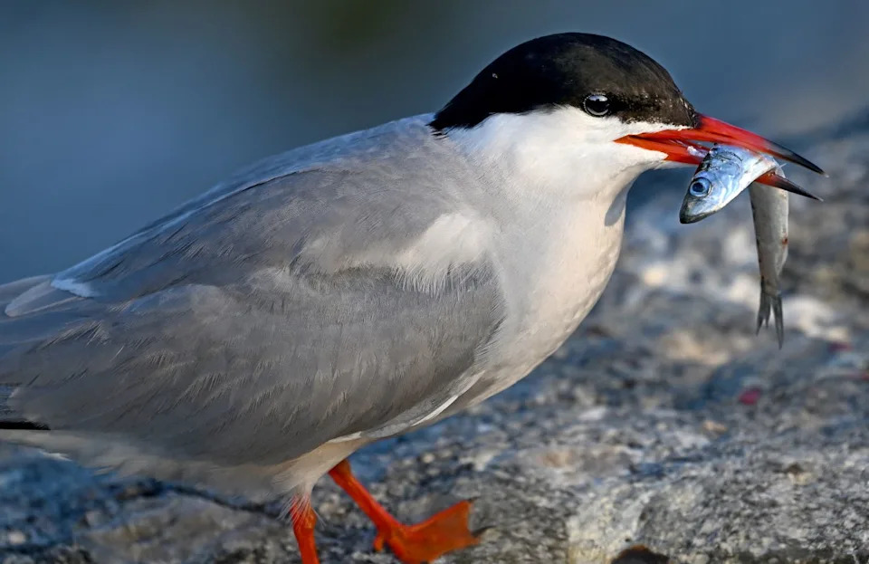 Dobra godina za razorbile i papagajke: rekordna gnezda na Seal Islandu i Matinicus Rocku