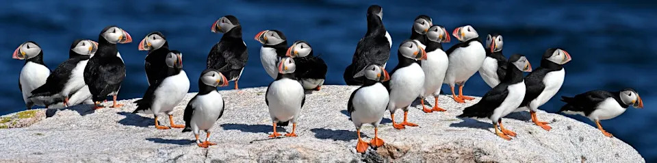 Dobra godina za razorbile i papagajke: rekordna gnezda na Seal Islandu i Matinicus Rocku