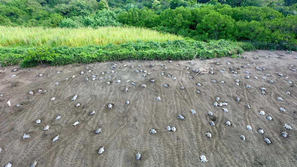 Skoro 700.000 Kornjača Preplavilo Plažu u Indiji — Najmasovnija Sezona Gnežđenja Olive Ridley 2025