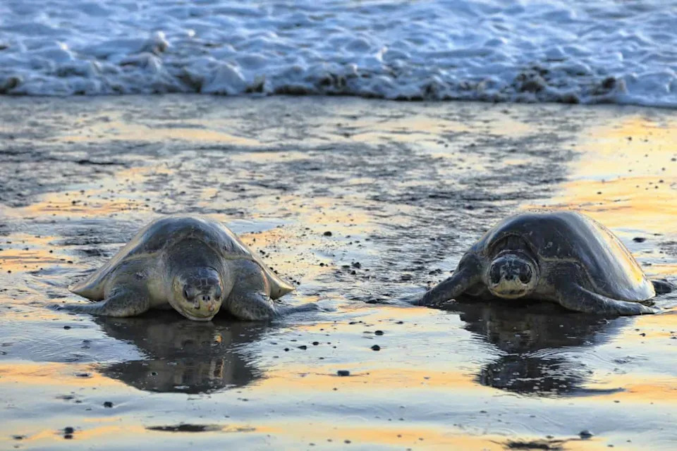 Skoro 700.000 Kornjača Preplavilo Plažu u Indiji — Najmasovnija Sezona Gnežđenja Olive Ridley 2025
