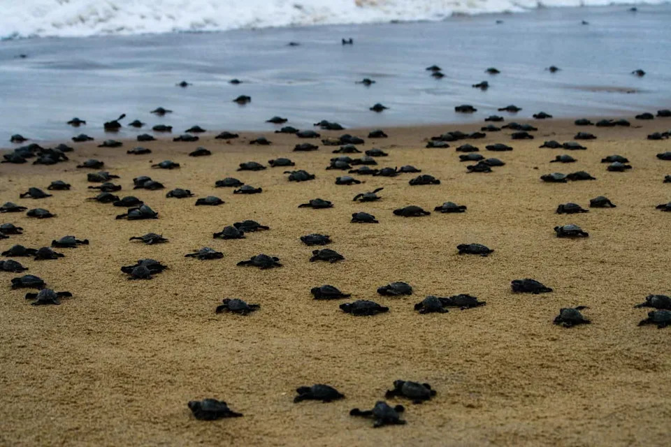 Skoro 700.000 Kornjača Preplavilo Plažu u Indiji — Najmasovnija Sezona Gnežđenja Olive Ridley 2025