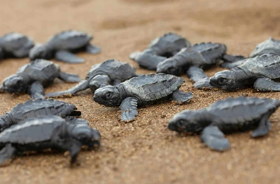 Skoro 700.000 Kornjača Preplavilo Plažu u Indiji — Najmasovnija Sezona Gnežđenja Olive Ridley 2025