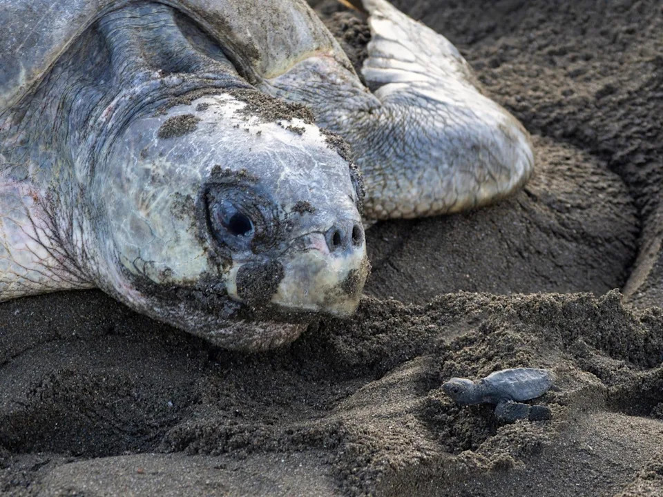 Skoro 700.000 Kornjača Preplavilo Plažu u Indiji — Najmasovnija Sezona Gnežđenja Olive Ridley 2025