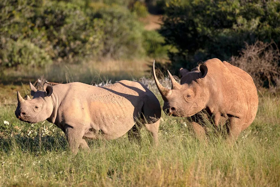 Suspected Poacher Found Dead After Fleeing Elephants in Kruger; Accomplice Arrested