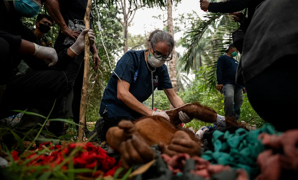 Razarajući požari u Indoneziji: 18 orangutana spašeno — majke sa mladuncima među njima