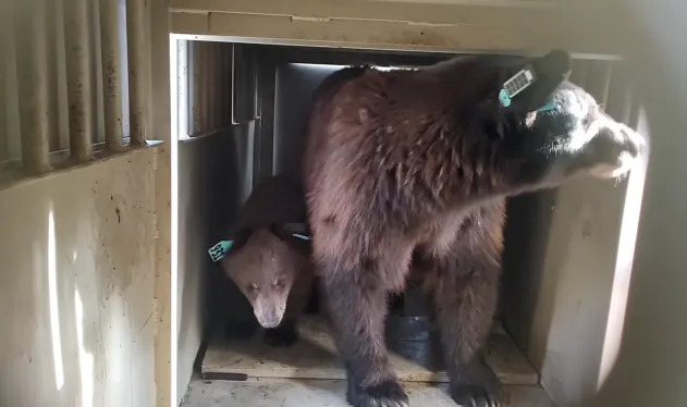 Drought Fuels 'Unprecedented' Spike in Bear Conflicts — Colorado and Wyoming See Record Encounters