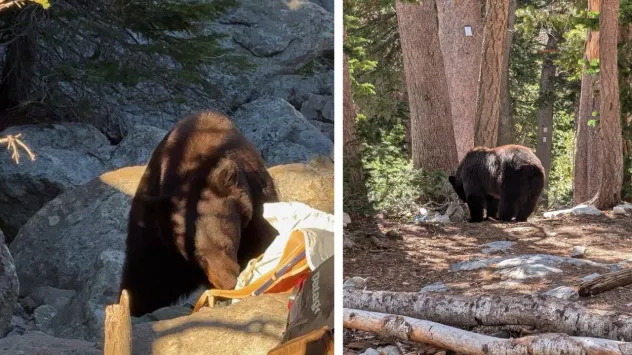 Drought Fuels 'Unprecedented' Spike in Bear Conflicts — Colorado and Wyoming See Record Encounters