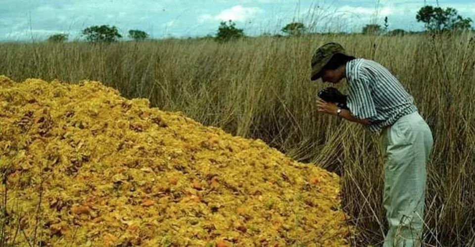 How 12,000 Tons of Orange Peels Helped Turn a Barren Costa Rican Pasture Into Forest