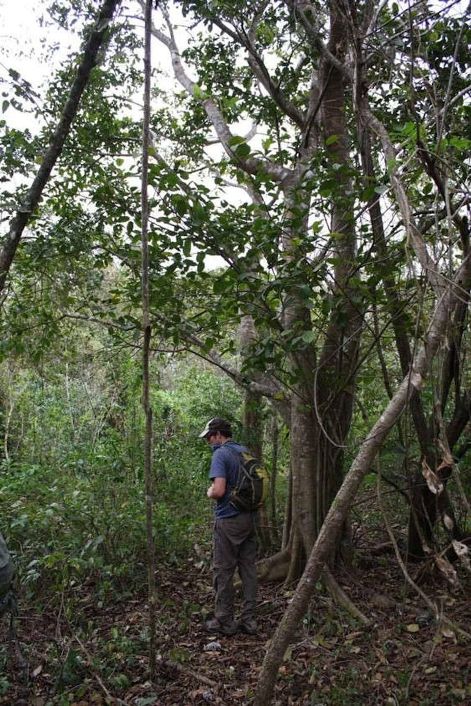 How 12,000 Tons of Orange Peels Helped Turn a Barren Costa Rican Pasture Into Forest