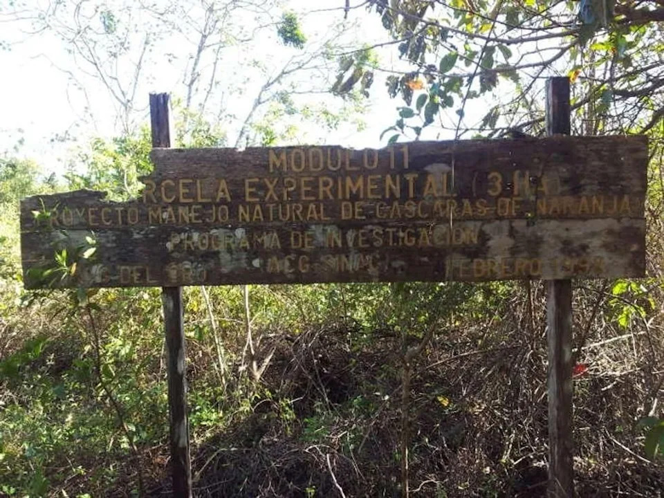 How 12,000 Tons of Orange Peels Helped Turn a Barren Costa Rican Pasture Into Forest