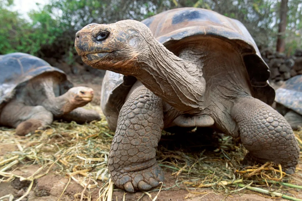 Divovski kornjači se vraćaju na Galapagos: posle skoro istrebljenja priroda se oporavlja