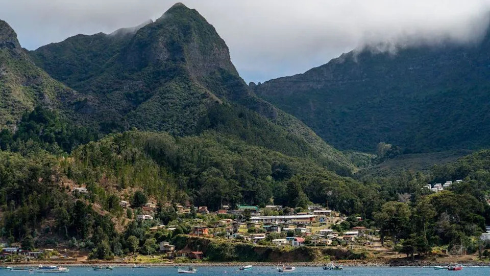 Dva mladunca retkog drveta sa Robinson Crusoe ostrva preseljena u škotsku botaničku baštu